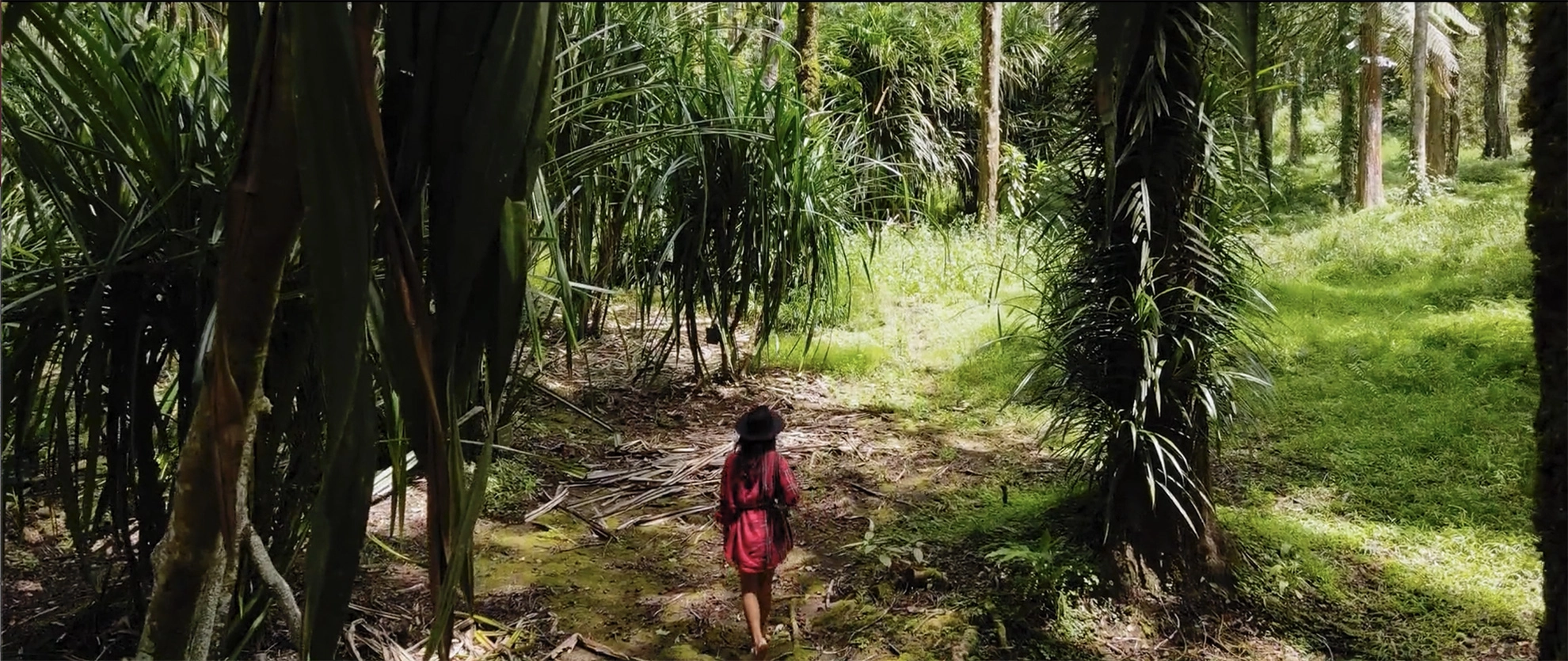 Тропическая дорожка среди густого островного леса