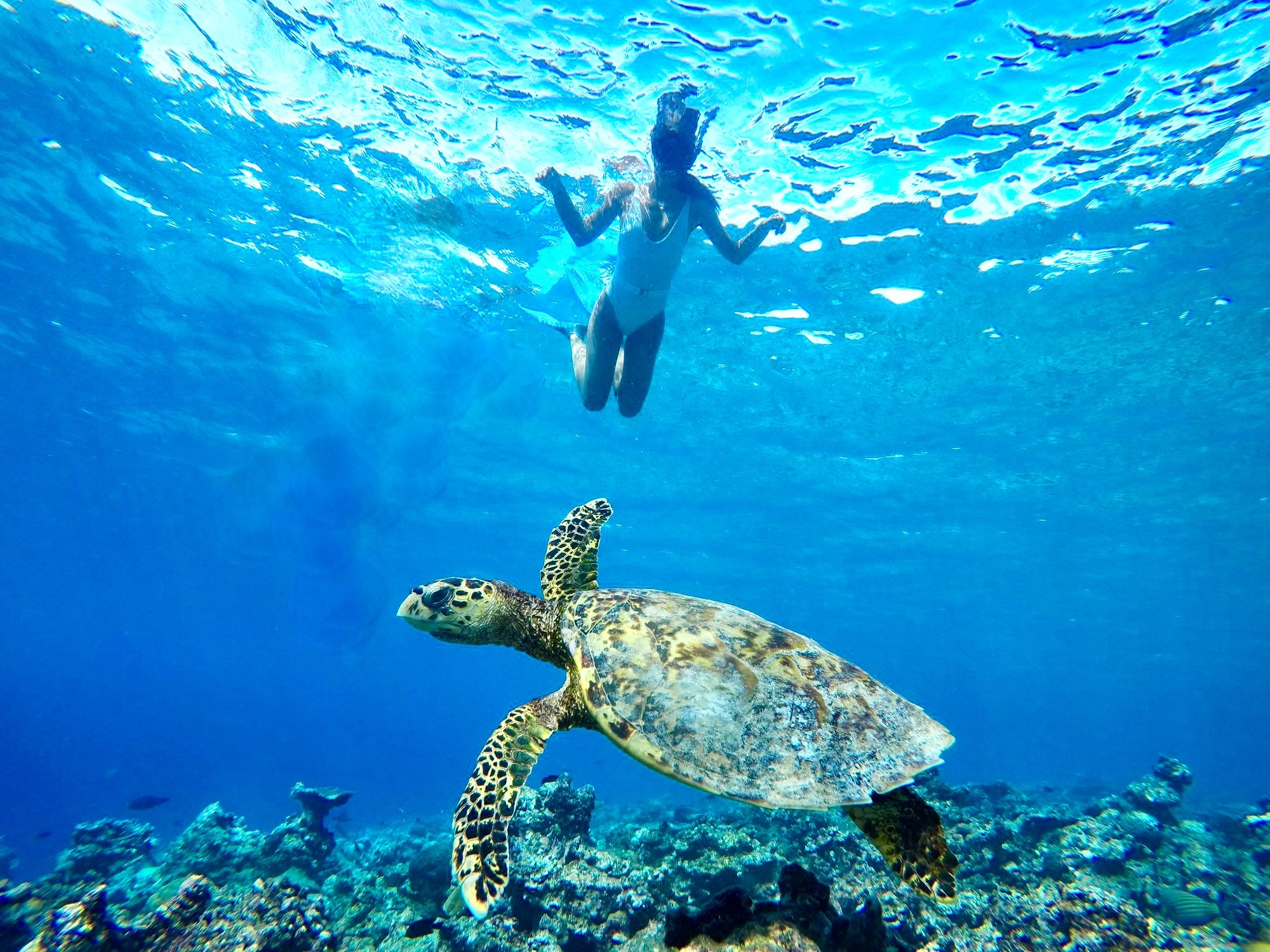 Снорклеры исследуют коралловый риф